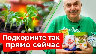 ХОТЯ БЫ РАЗ ПОДКОРМИТЕ РАССАДУ ЭТИМ, и она преобразится прямо на глазах!