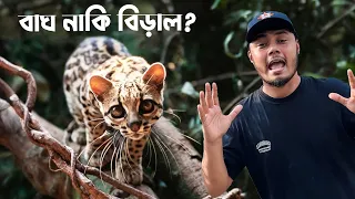 চিতা বাঘের মত দেখতে বন বিড়াল আশ্রয় দিয়েছি | Wild Cat Rescue