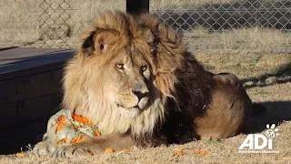 World's Loneliest Lion Arrives in South Africa from Armenia Zoo