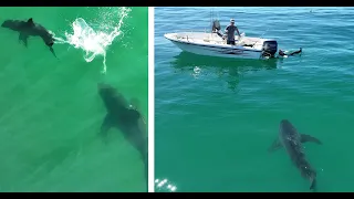 Great White Shark Approaches Spear Fishermen In One of the Closest Encounters Yet