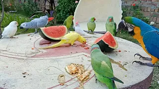 Parrot Love Watermelon Part 2