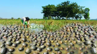 Fishing season come When the water recedes In the field - A lot of Catch Snail - To be food for life