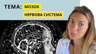 Мозок та нервова система