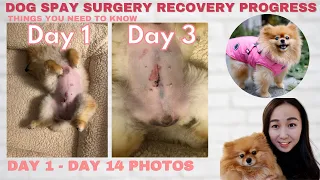 Dog Spay Recovery Progress day by day & Helpful Tips