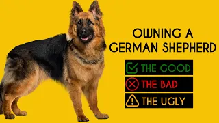 Owning a German Shepherd: The Good, The Bad, The Ugly