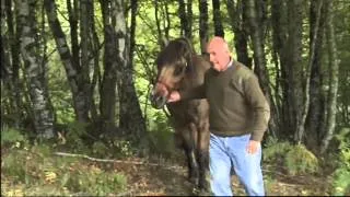 Animaux : Le quotidien d'un véterinaire de campagne du Cantal