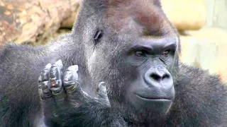 雨の日はブッ飛ぶシャバーニ gorilla jumps in rain.