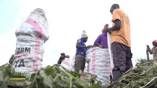 Cash Crop ya Narok imekuwa mawaru || Kilimo cha Viazi kinavyonoga Kaunti ya Narok || Boresha Kilimo