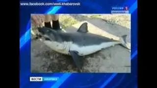 Вести-Хабаровск. Акулам не по зубам