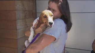 100+ rescued Beagles arrive in San Diego from Virginia breeding facility