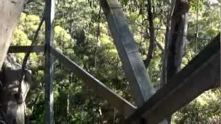 Climbing the tallest tree in the Australia. In full HD