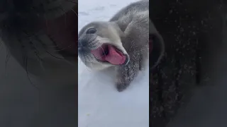 Seal baby voice is just like human baby 😍 #seal #ocean #shorts