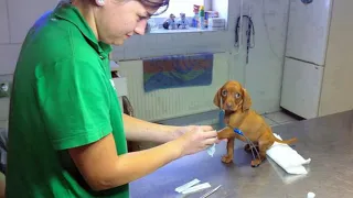 Even the tiniest dog can face the vet with bravery 🤣 Funny Dog’s Reaction