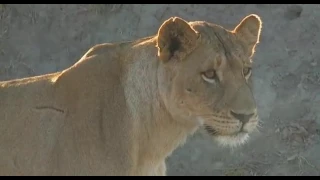 Safari live videos- Sunrise drive- Buffalo hunt with Nkuhuma Amber Eyes lioness continues