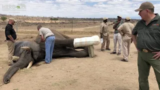 Elephant Bull Fishan - A Brave Elephant who Survived a Fractured Leg