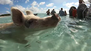 Swimming Pigs Exuma Bahamas