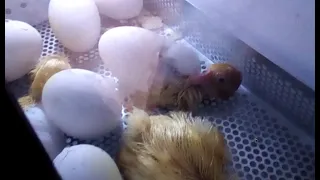 Инкубация гусиных яиц. Таблица. Вывод гусят в инкубаторе ОВО 78. Выращивание гусей