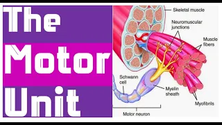 ALL ABOUT THE MOTOR UNIT شرح بيولوجي ثانوية عامة