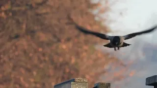 Crow flies towards me (slow motion)