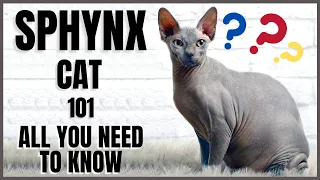 Sphynx Cat 101 : All You Need To Know