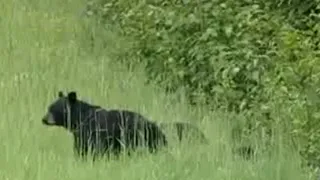 Black Bear and Cubs Out on the Ski Slopes | BBC Studios