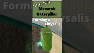Monarch Caterpillar Forms a Chrysalis - Time Lapse