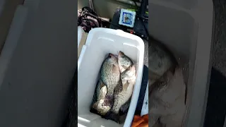 Crappie in the Cooler. Hot summer crappie  #fishing #crappie #shorts