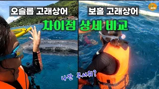 직접 경험 한 필리핀 보홀 고래상어 VS 오슬롭 고래 상어 장단점 한 방 정리[세부맘tv]