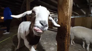 GOATS MEETING GOATS!!