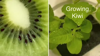 How To Grow a Kiwi Plant🥝 #kiwi #plant #howtowithjessie