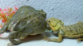 African Bullfrog & Bearded Dragon Not Eating Worms! Warning Live Feeding