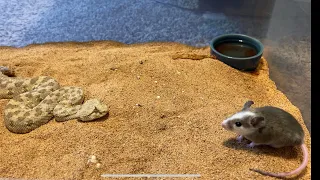 Snake with horns catches rat with super speed! (desert horned viper)