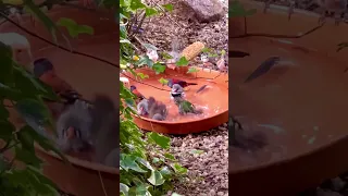 Finches and Softbills bathing together in large bird bath #birds #bird #nature #animals #birdsounds