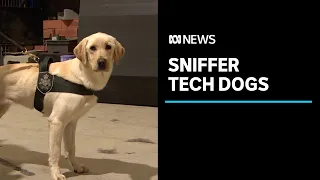 Most sniffer dogs are checking for drugs and explosives, but these ones sniff out USBs | ABC News