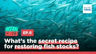 What’s the secret recipe for restoring fish stocks?