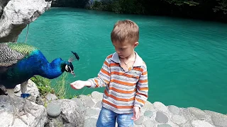 Павлины на голубом озере в Абхазии