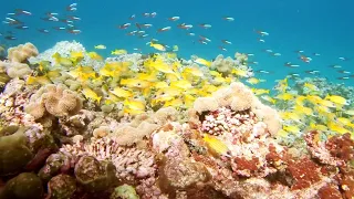 Maldives Hideaway Marine Park