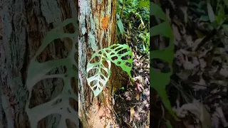 Finding a monstera obliqua in the Forest