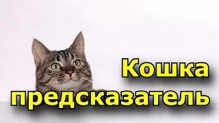 Кошка предсказатель.  Главные приметы про котов и кошек