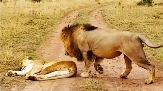 How Not to Wake Up a Lioness!