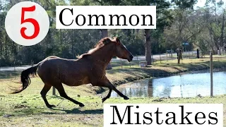 5 Common Mistakes Made When Buying a Horse | Beginner Horse Series