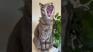 The 4 stages of a cats yawn 🙀