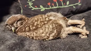 The cutest video of the season? The Little owl sleeps on the belly, stretching out its legs