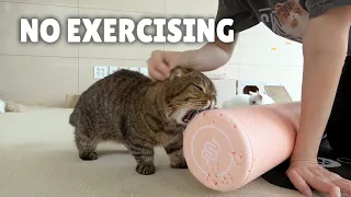 Stop, Human! No Exercising Around Cats! | Kittisaurus Villains