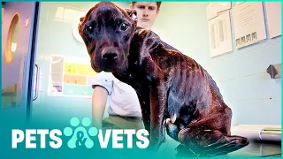 Saving The Life Of An Abandoned Pitbull | Paul O'Grady For The Love of Dogs