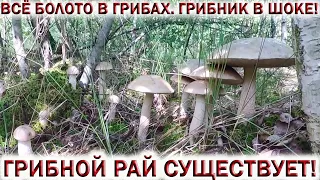 ❗ГРИБНОЙ РАЙ СУЩЕСТВУЕТ!👉ВСЁ БОЛОТО В ГРИБАХ.💥ГРИБНИК В ШОКЕ! #shorts #лес #грибы #природа #грибник