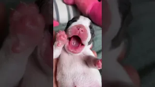 Only Pug can make us HAPPY and LAUGH - Funny and Cute Pug Puppy Videos Compilation #18