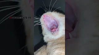 Утренняя колыбельная в исполнении маленького Чепусика и Рыжули 🌞😍🎶🐈🐈