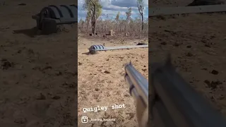 2 pigs 1 Shot