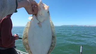 halibut fishing WITH LIVE BAIT in SF BAY